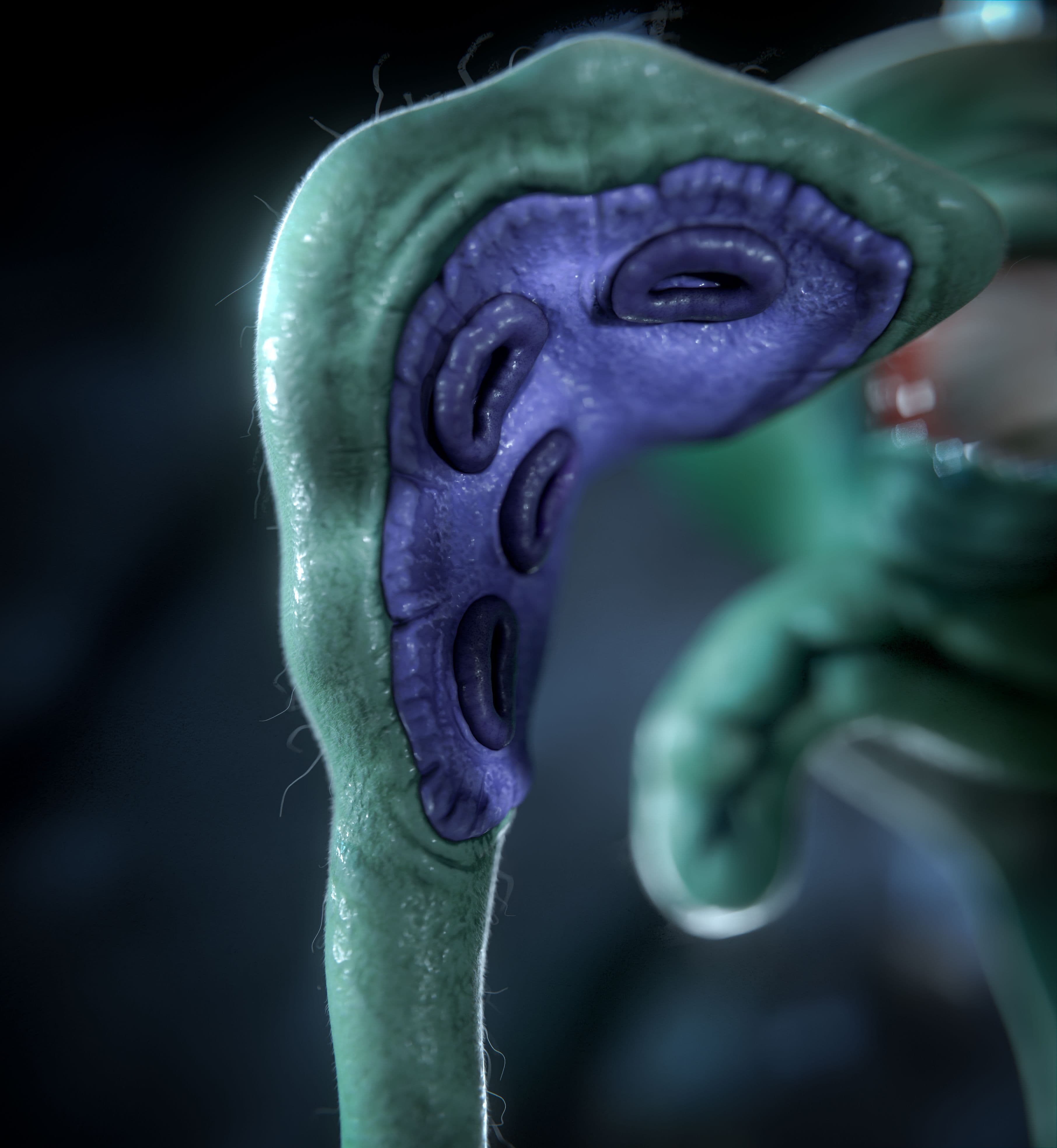 SquidWorn